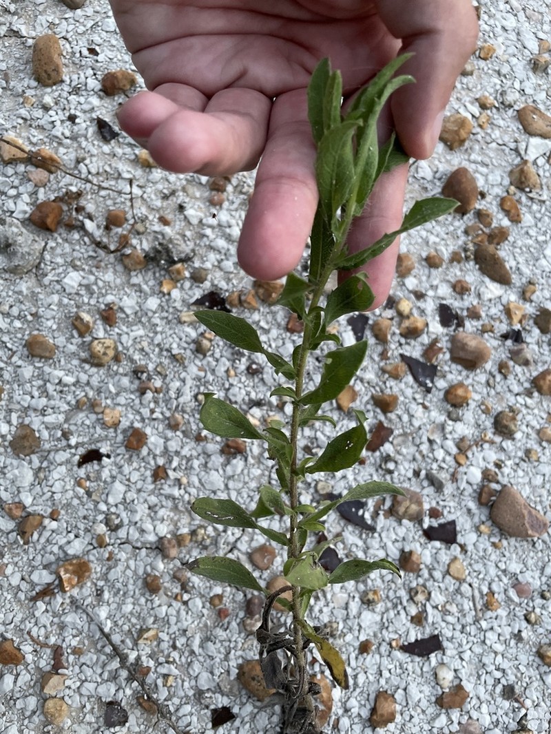 Lemonyellow False Goldenaster photo 7