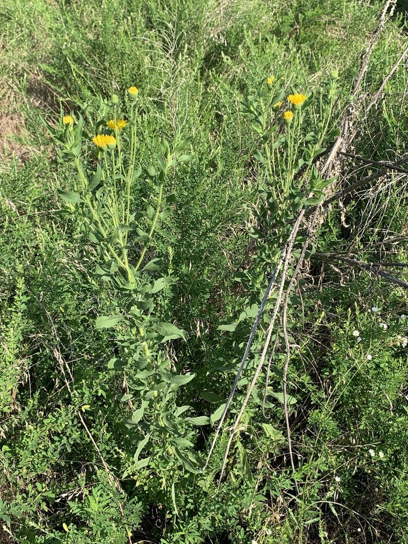 Lemonyellow False Goldenaster photo 8