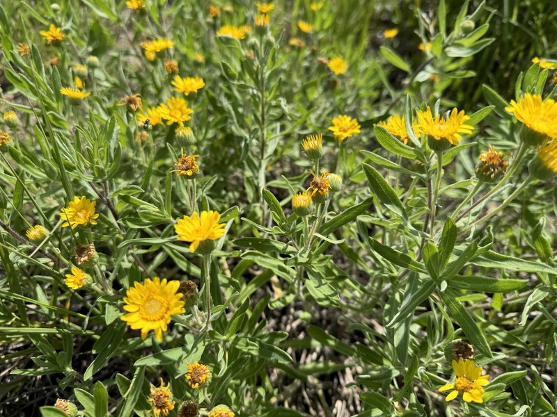 Heterotheca camporum var. camporum