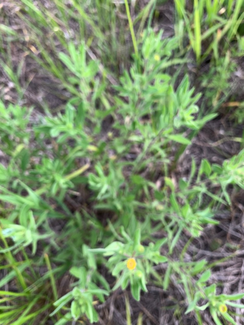 Heterotheca camporum var. camporum photo 2