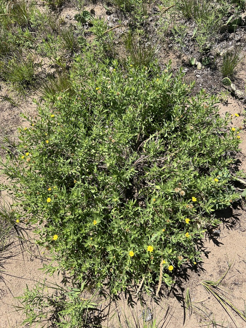 Heterotheca camporum var. camporum photo 3