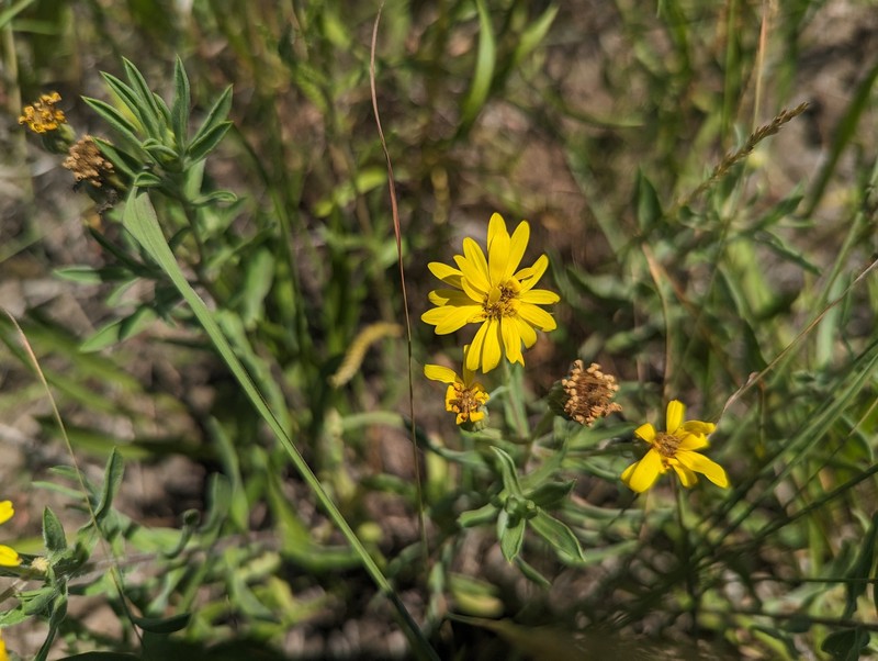 Heterotheca camporum var. camporum photo 4