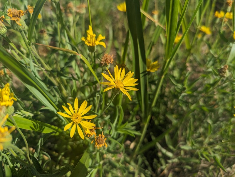 Heterotheca camporum var. camporum photo 5