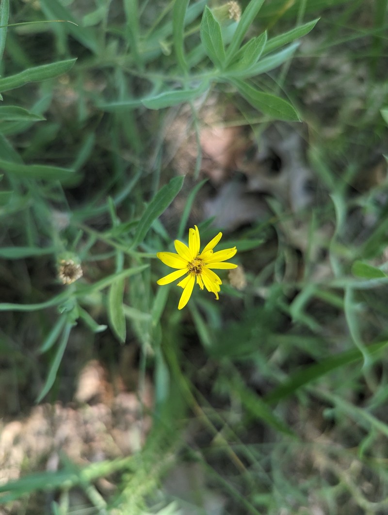 Heterotheca camporum var. camporum photo 6
