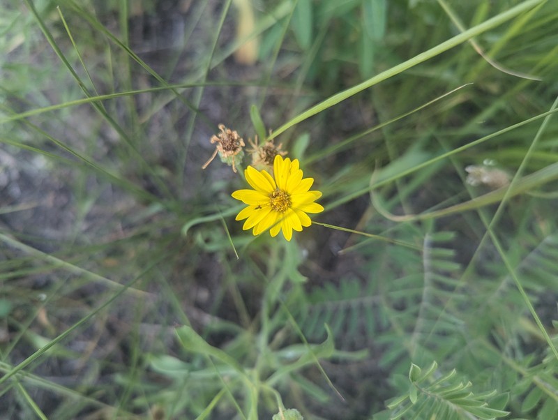 Heterotheca camporum var. camporum photo 7