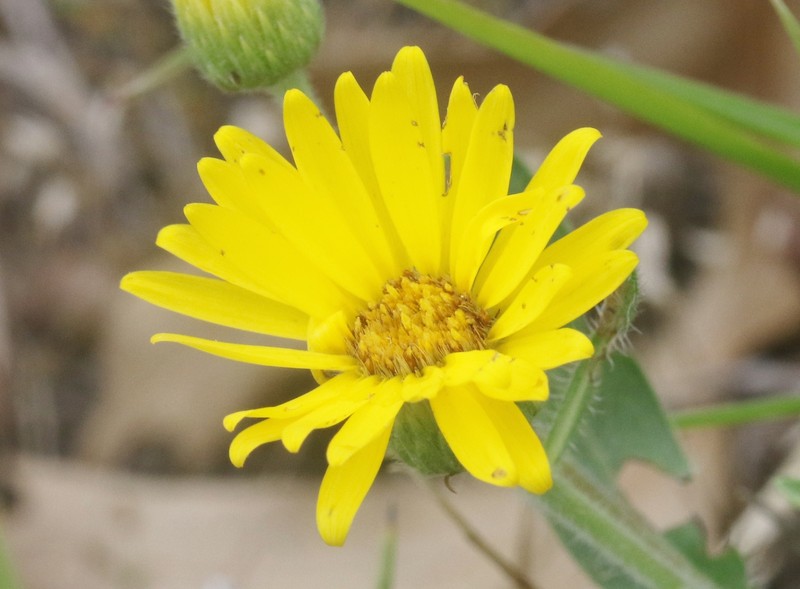 Heterotheca camporum var. camporum photo 8