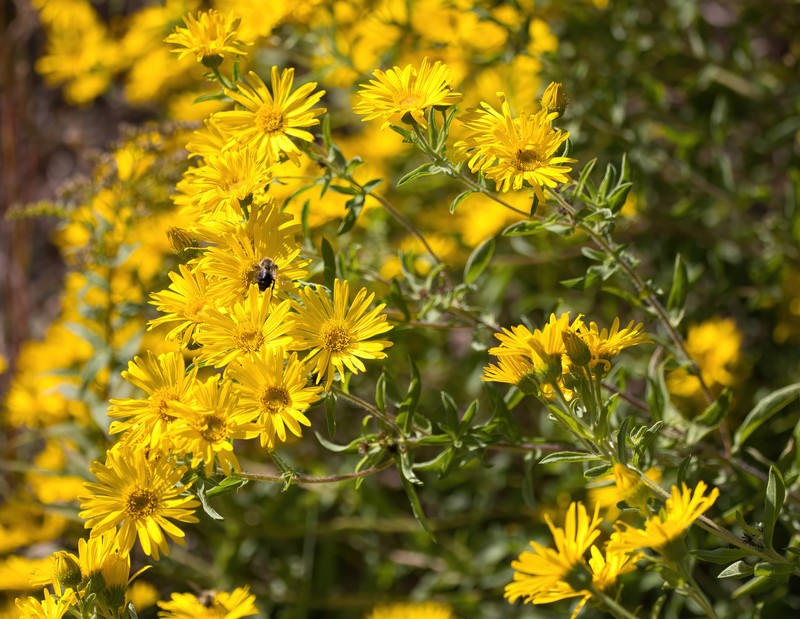 Heterotheca camporum var. glandulissima photo 2