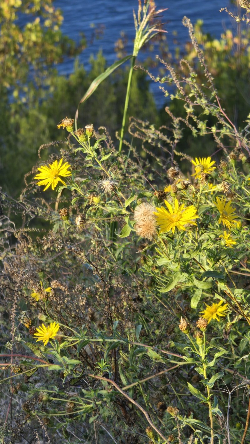 Heterotheca camporum var. glandulissima photo 3