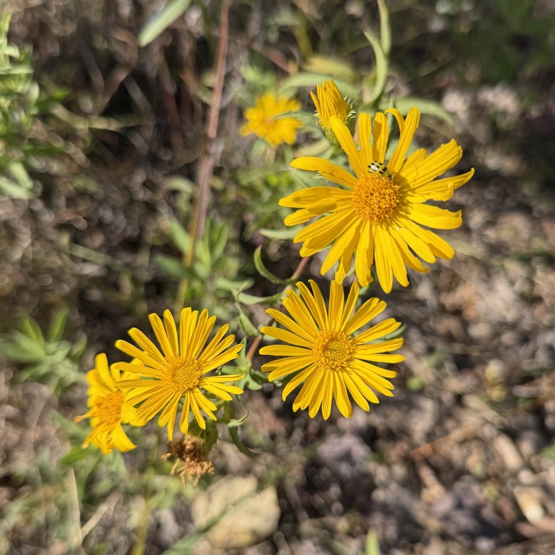 Heterotheca camporum var. glandulissima photo 4