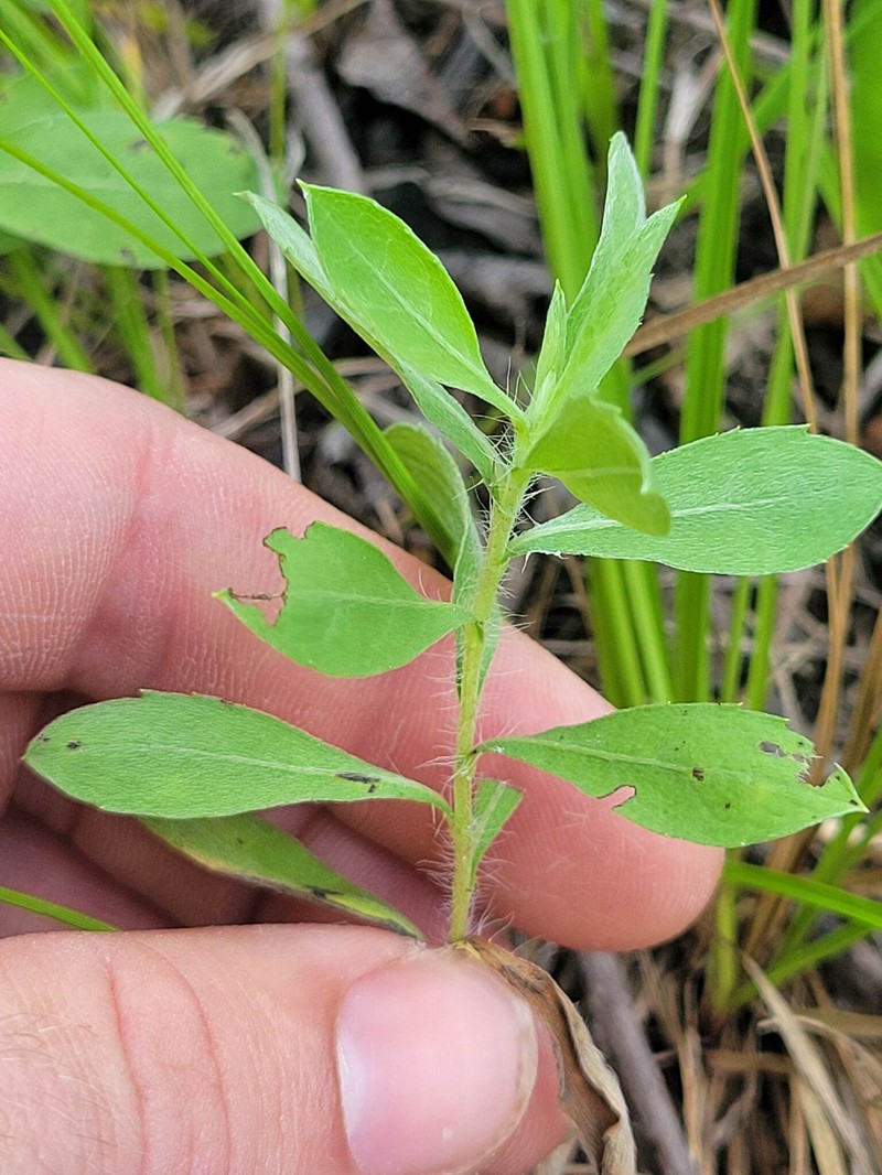Heterotheca camporum var. glandulissima photo 5
