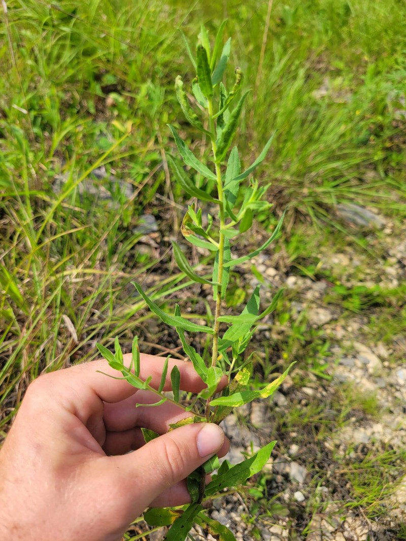 Heterotheca camporum var. glandulissima photo 6