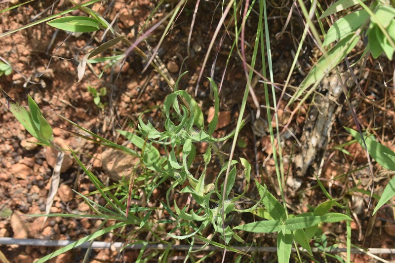 Heterotheca camporum var. glandulissima photo 7