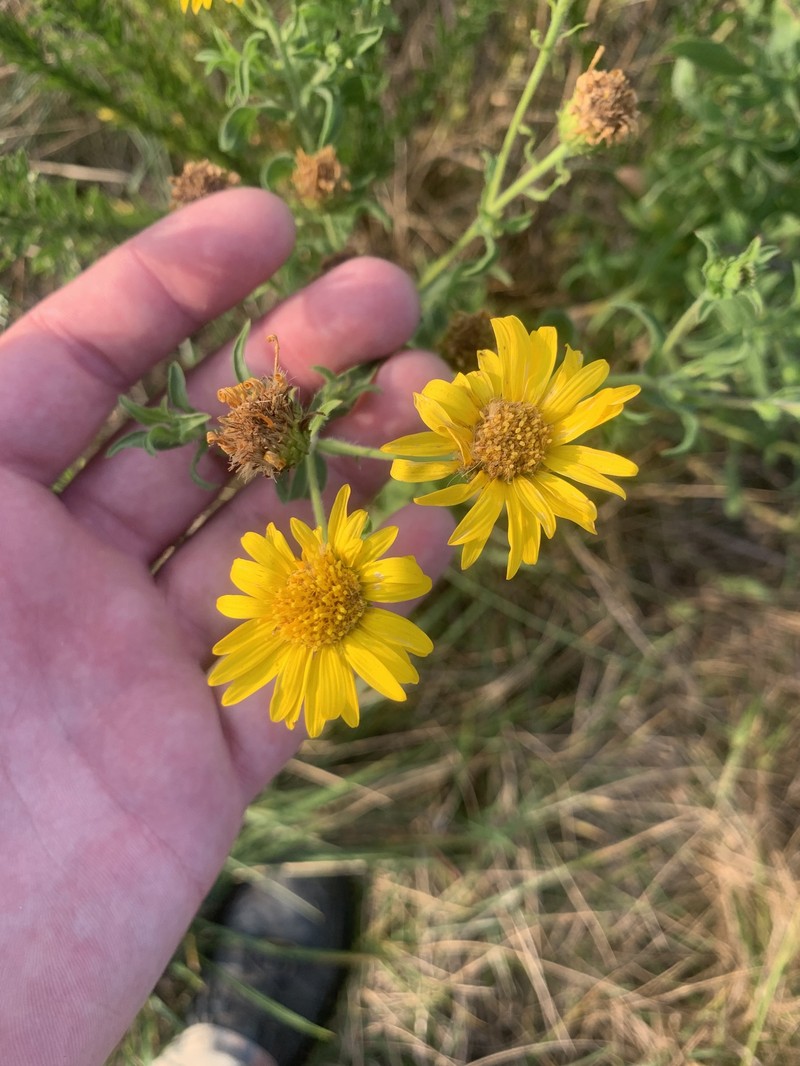 Heterotheca camporum var. glandulissima photo 8