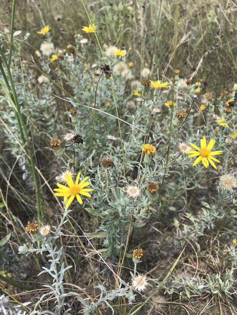 Hoary False Goldenaster