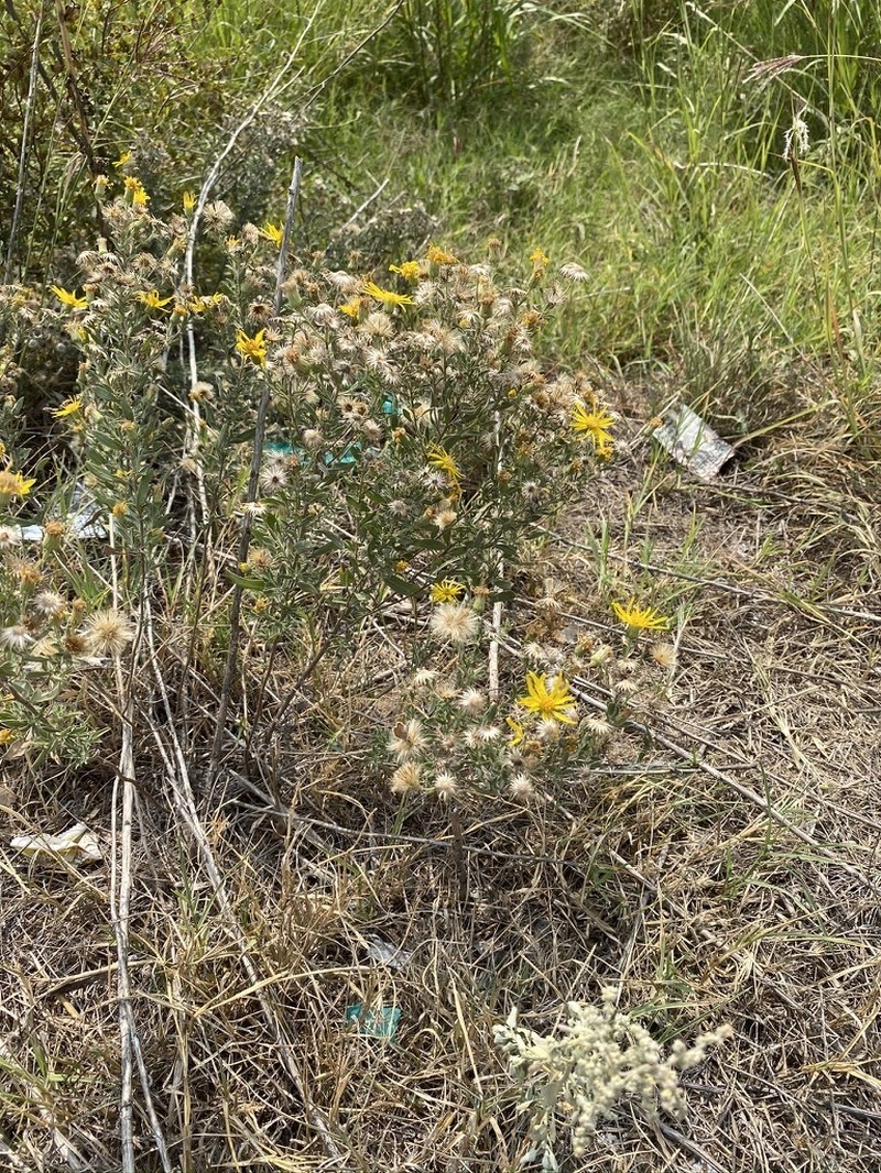 Hoary False Goldenaster