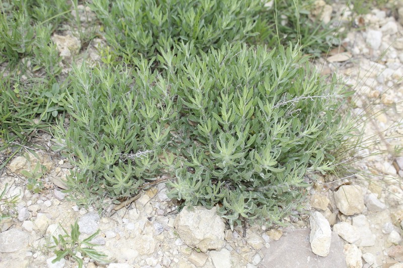 Hoary False Goldenaster photo 2