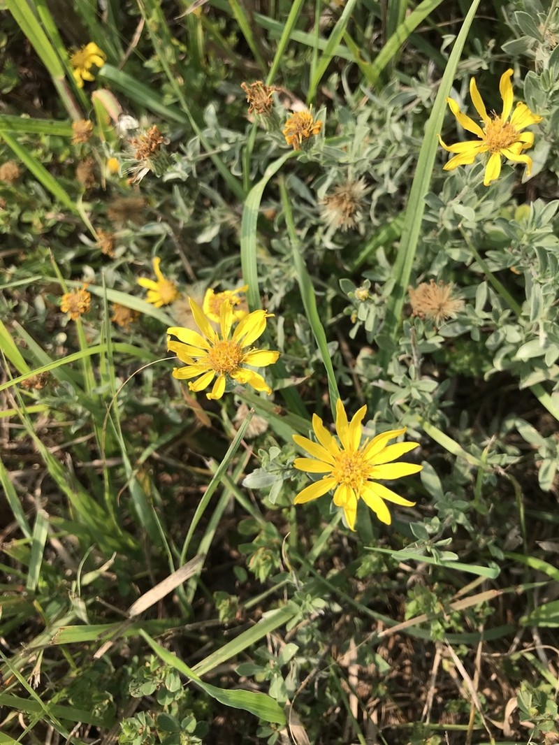 Hoary False Goldenaster photo 3