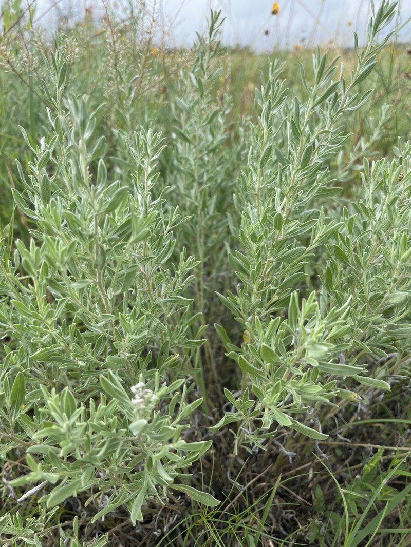 Hoary False Goldenaster photo 4