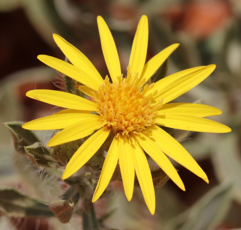 Hoary False Goldenaster photo 5