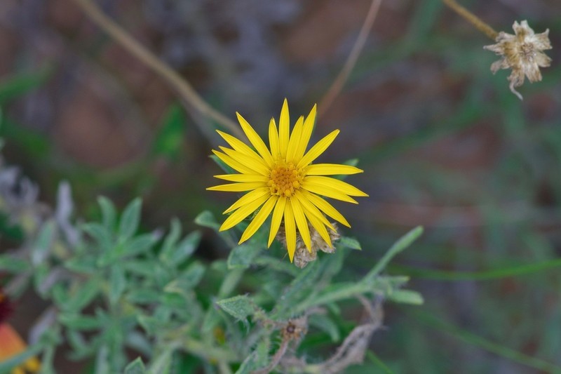 Hoary False Goldenaster photo 6