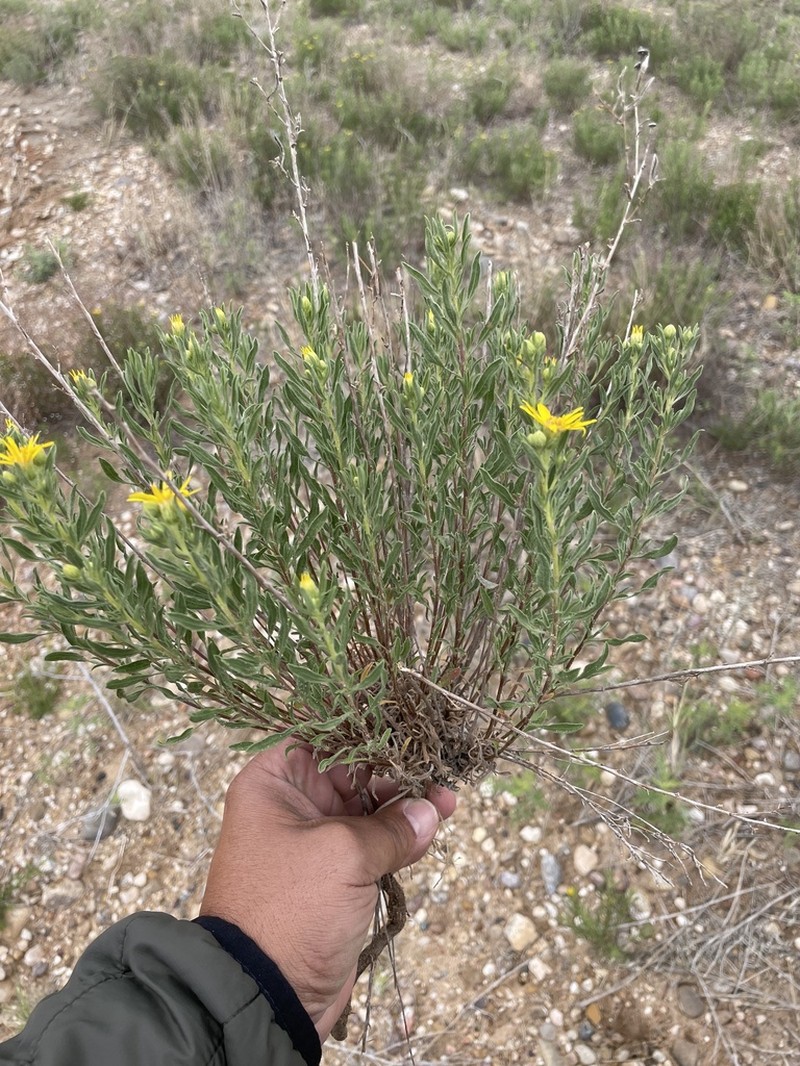 Hoary False Goldenaster photo 7