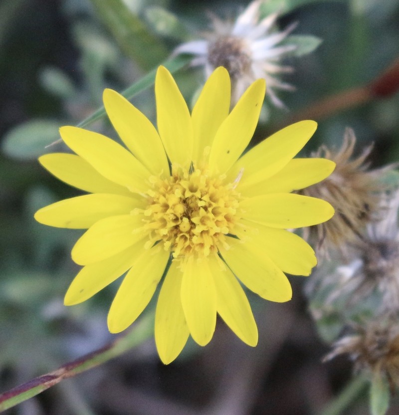 Hoary False Goldenaster photo 8