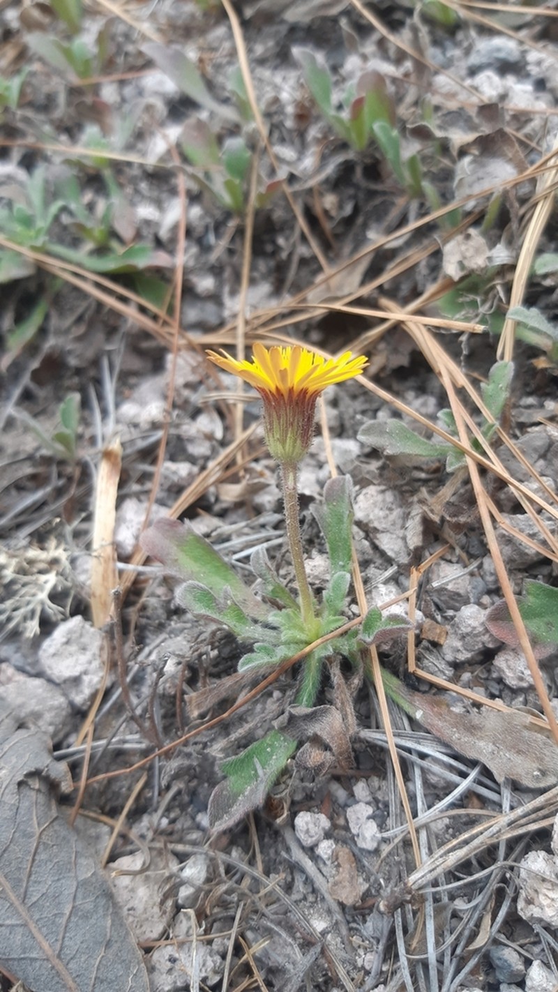 Heterotheca chihuahuana