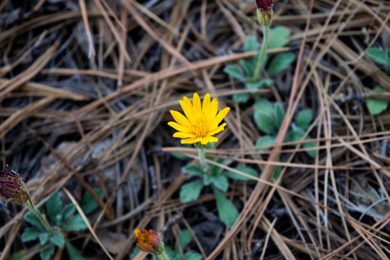 Heterotheca chihuahuana photo 2