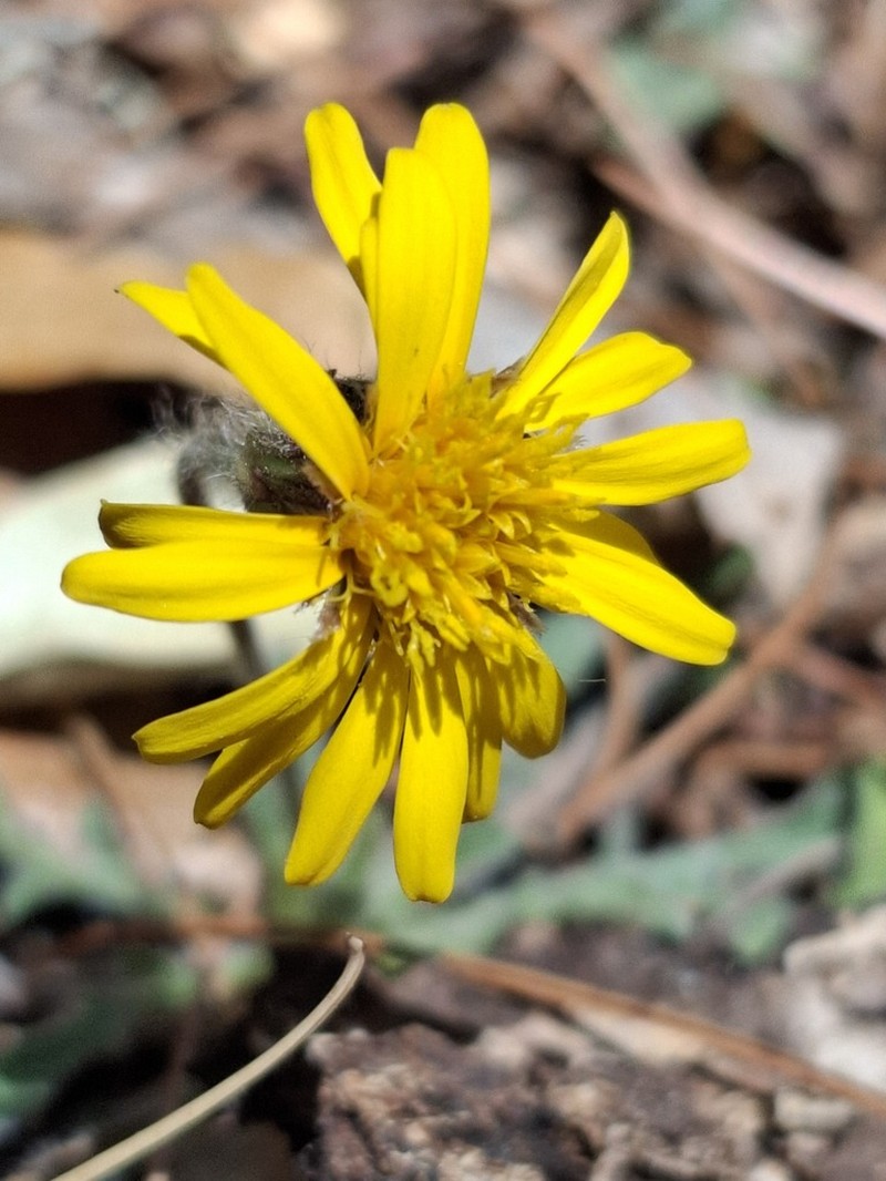 Heterotheca chihuahuana photo 3