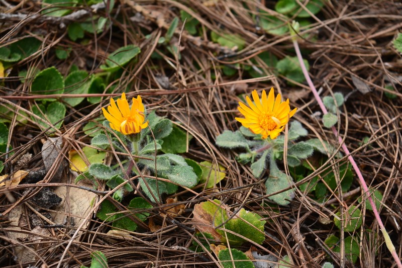 Heterotheca chihuahuana photo 4