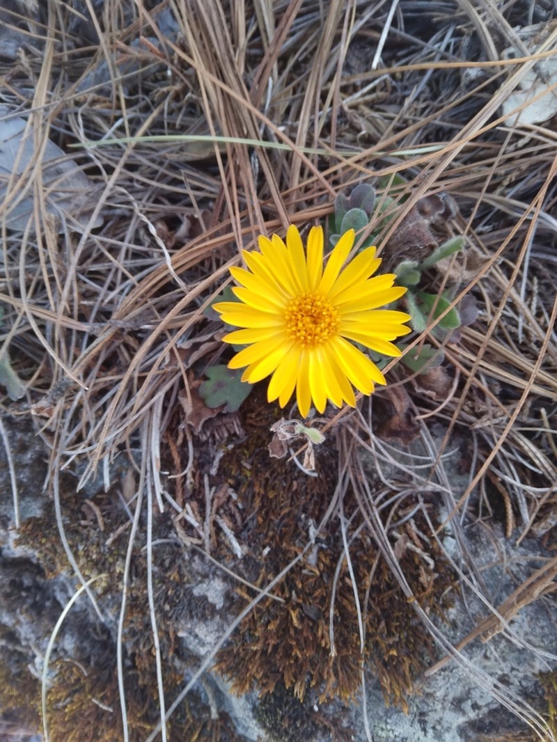 Heterotheca chihuahuana photo 5