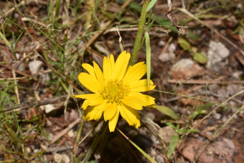 Heterotheca chihuahuana photo 6