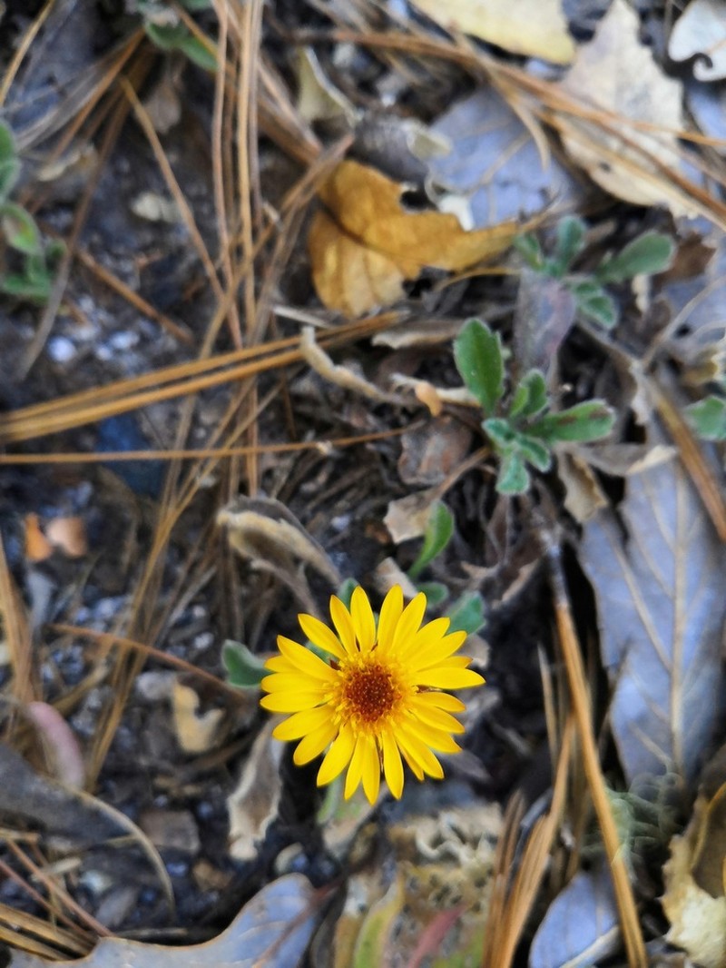 Heterotheca chihuahuana photo 8