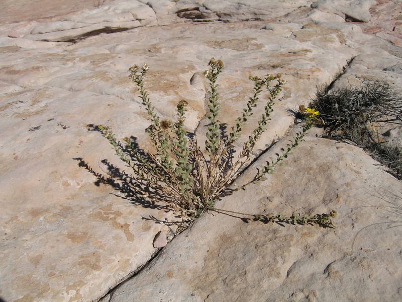 Heterotheca cinerascens photo 2