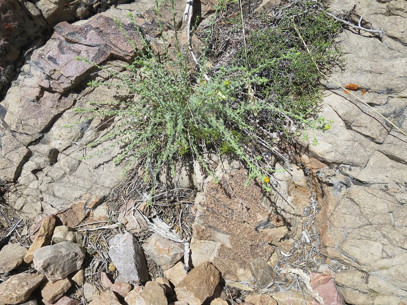 Heterotheca cinerascens photo 3