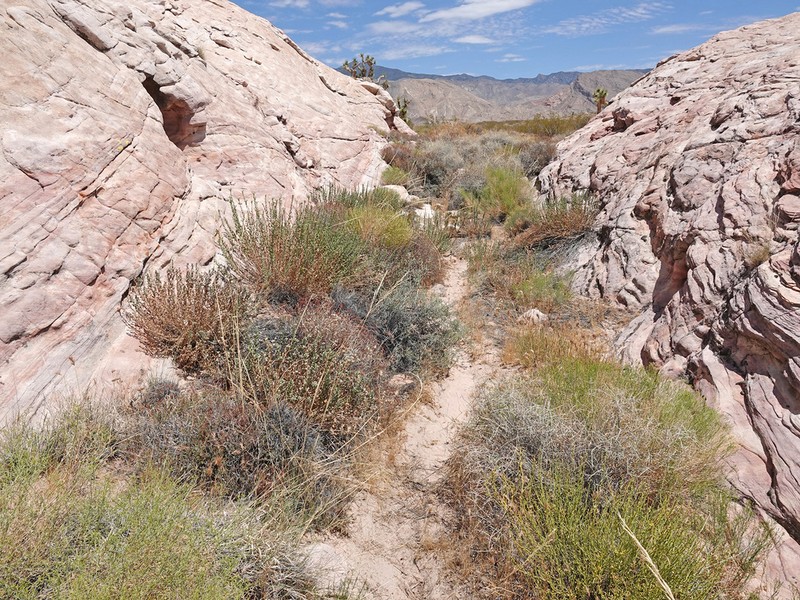 Heterotheca cinerascens photo 4
