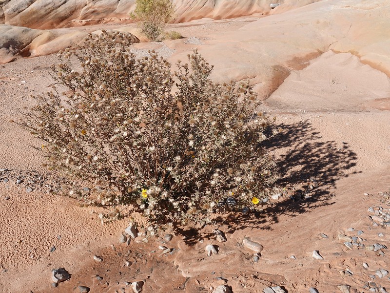 Heterotheca cinerascens photo 5