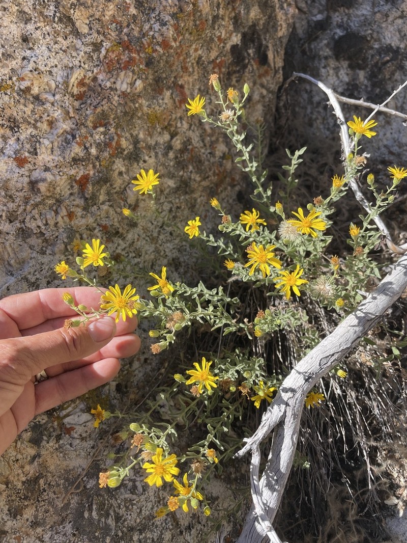 Heterotheca cinerascens photo 8