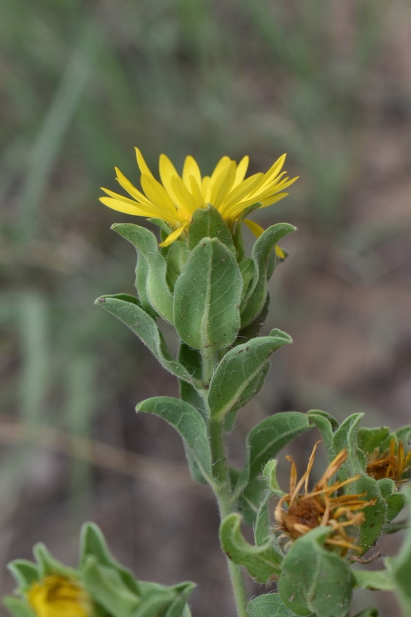 Heterotheca cryptocephala photo 2