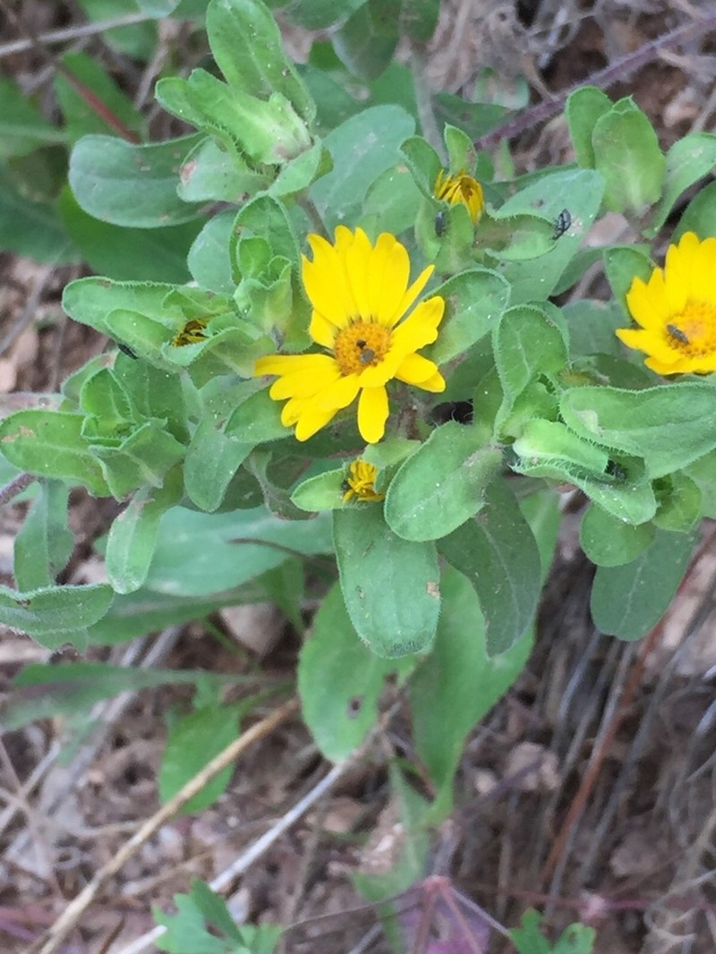 Heterotheca cryptocephala photo 3