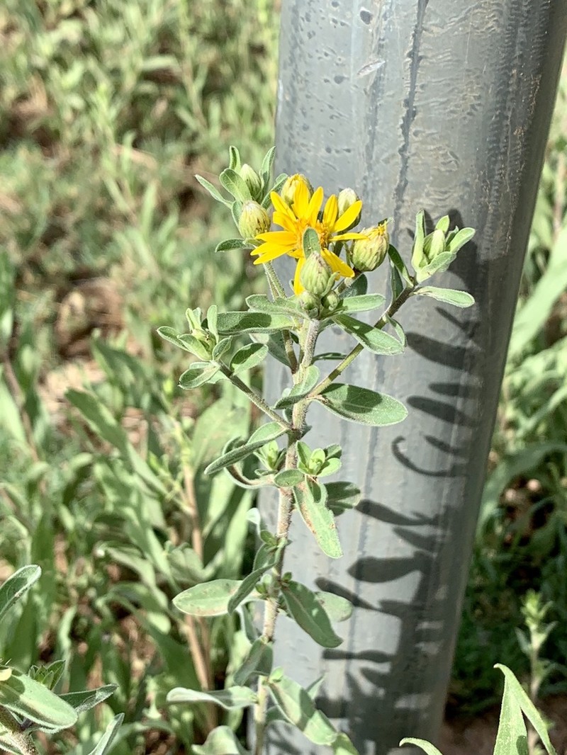 Heterotheca cryptocephala photo 4