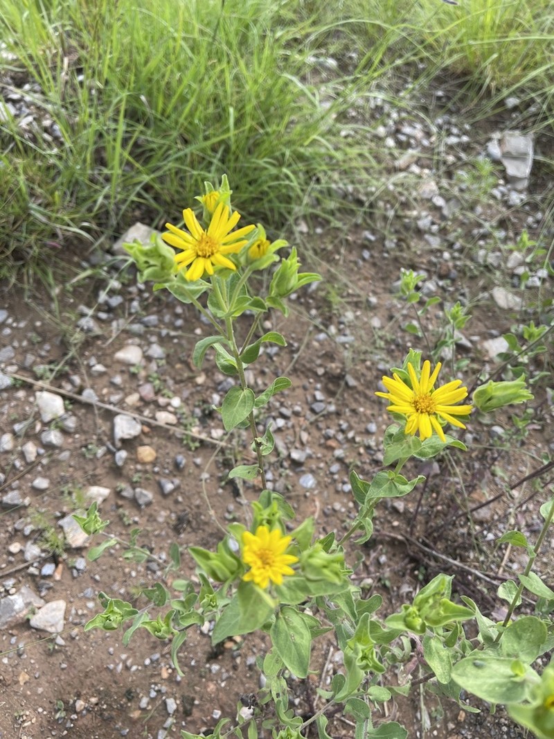 Heterotheca cryptocephala photo 5