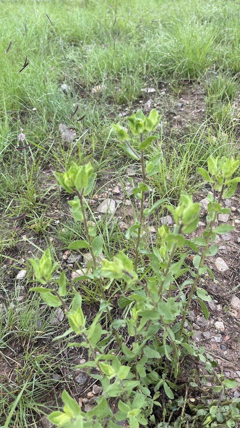 Heterotheca cryptocephala photo 6