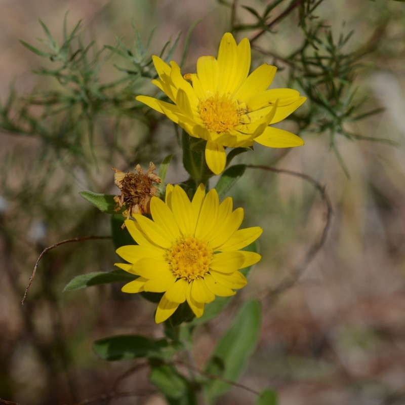 Heterotheca cryptocephala photo 7
