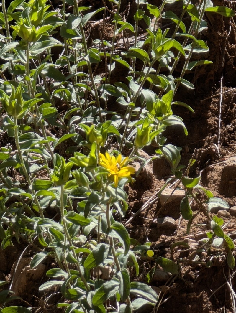 Heterotheca cryptocephala photo 8