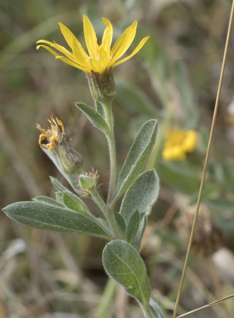 Heterotheca depressa