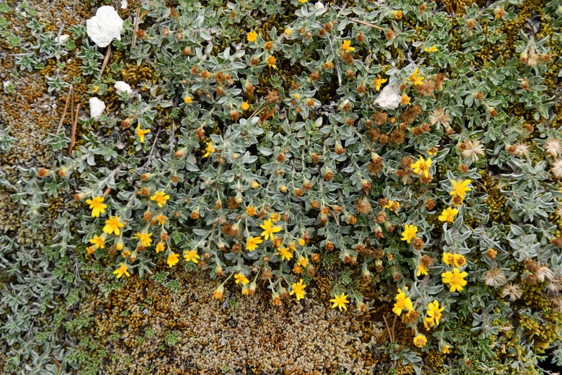 Heterotheca depressa photo 2