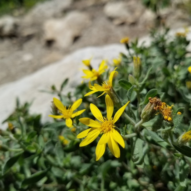 Heterotheca depressa photo 3