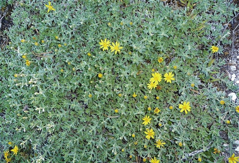 Heterotheca depressa photo 4