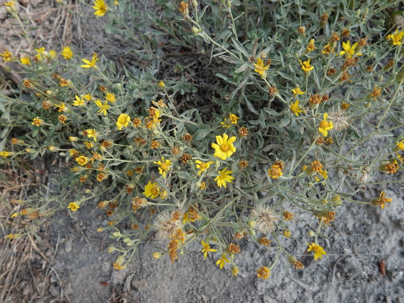 Heterotheca depressa photo 5